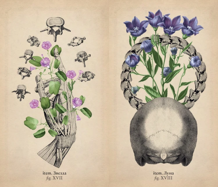 Antique Anatomy Tarot. Таро античной анатомии