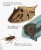 Насекомые5.jpg