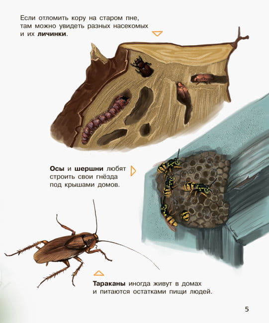 Насекомые5.jpg