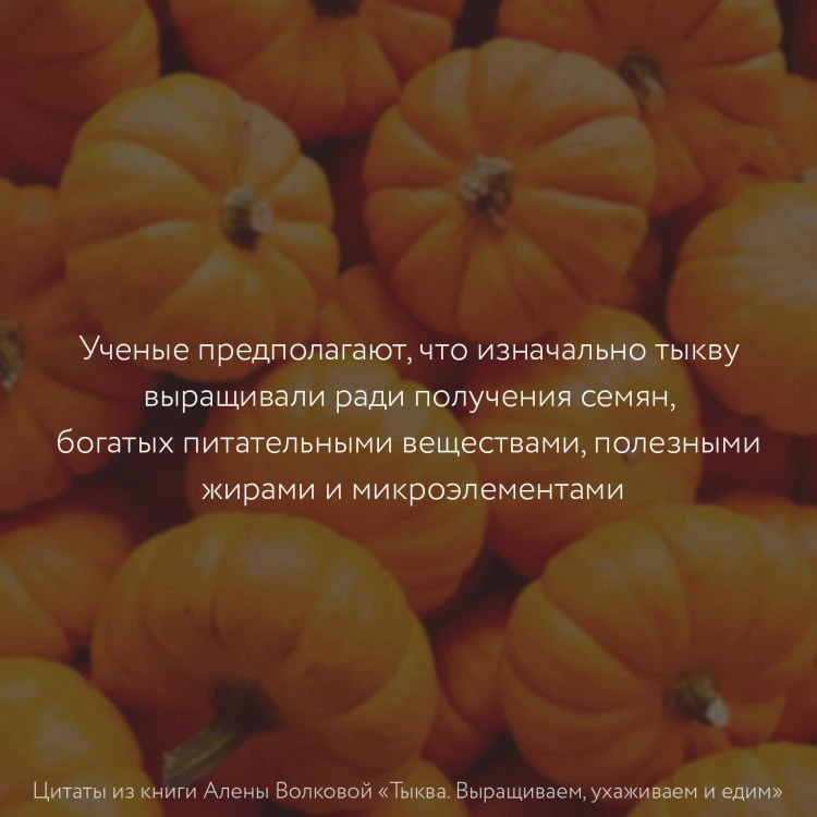 Тыква. Выращиваем, ухаживаем и едим
