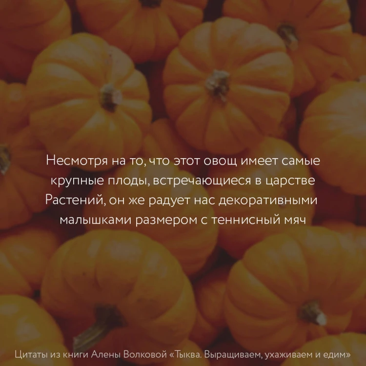 Тыква. Выращиваем, ухаживаем и едим