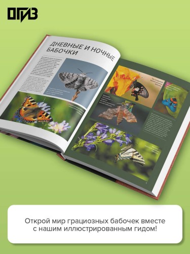 Бабочки
