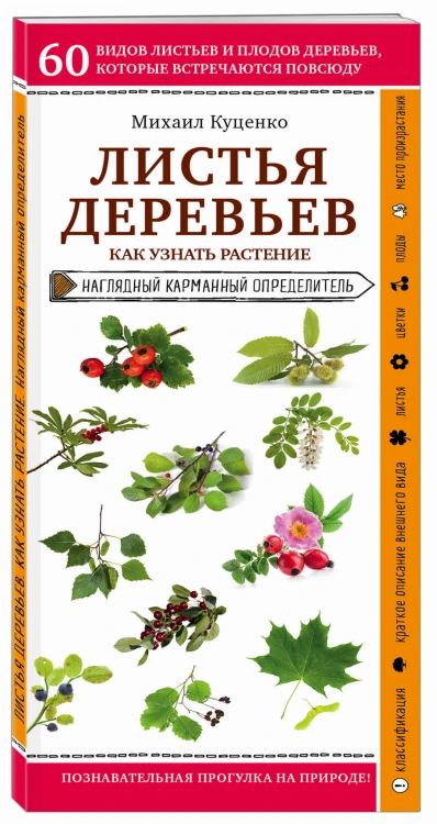 Листья деревьев. Как узнать растение